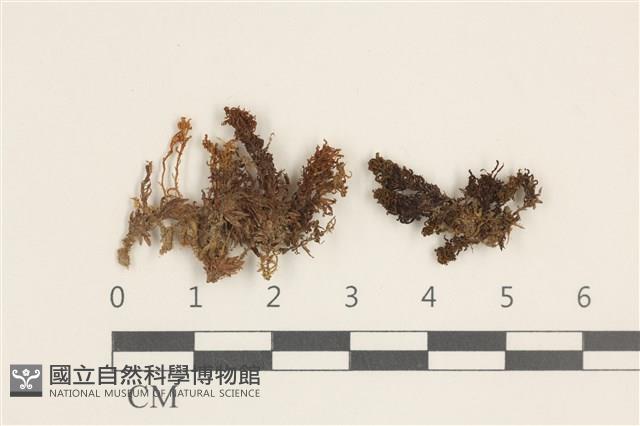 卷葉仙鶴蘚藏品圖，第1張