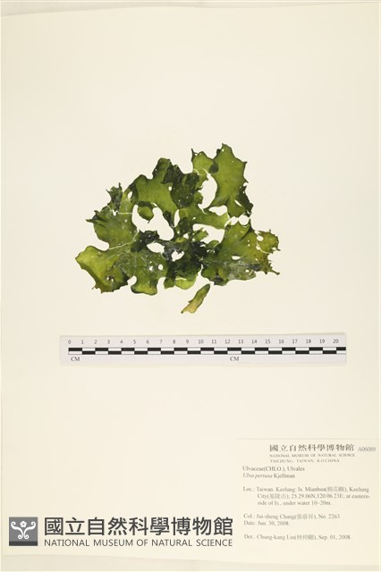 石蓴藏品圖，第1張