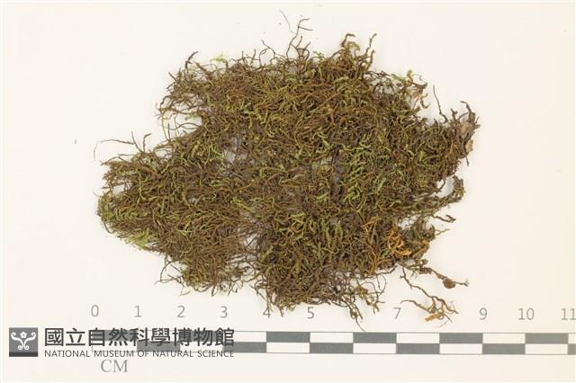 碎葉牛舌蘚藏品圖，第1張