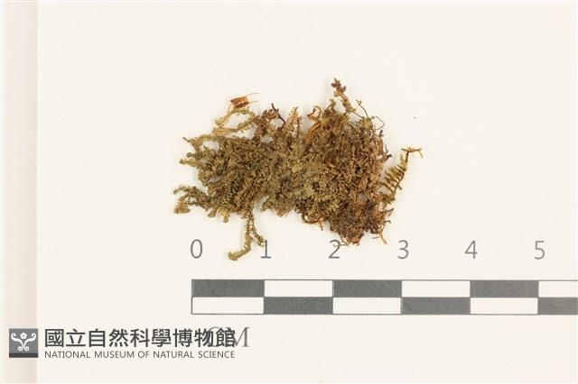 裸莖鞭苔藏品圖，第1張