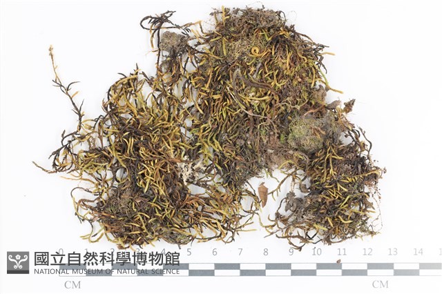 登錄號:B00013089藏品圖，第1張