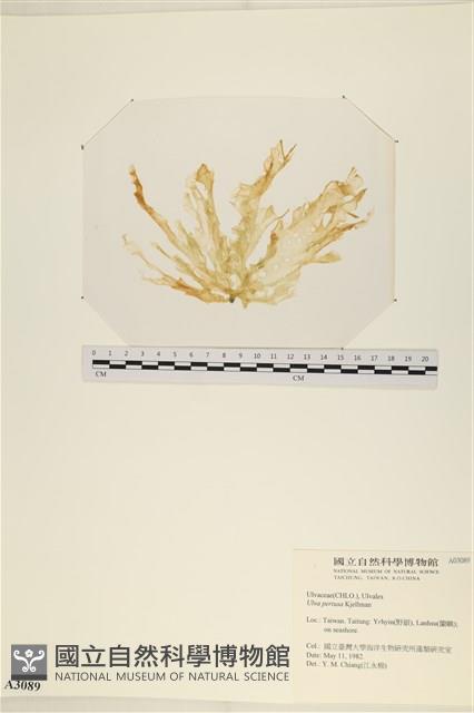 石蓴藏品圖，第1張