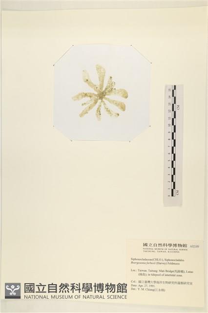 曲玉藻, 香蕉菜, 玉茄藻藏品圖，第3張