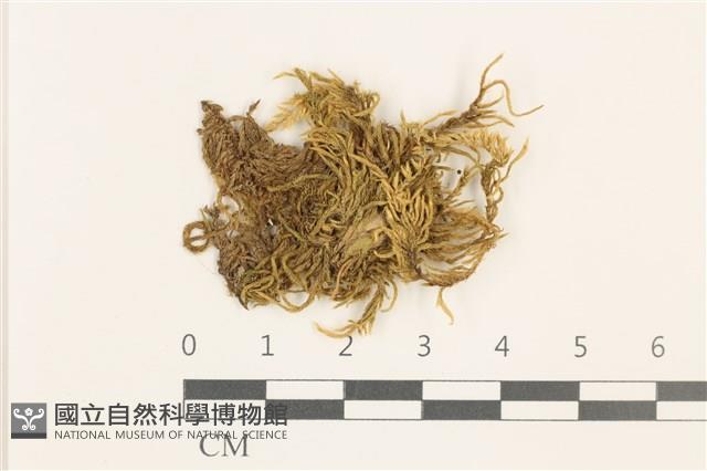 細枝青蘚藏品圖，第1張