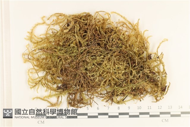 登錄號:B00008189藏品圖，第1張