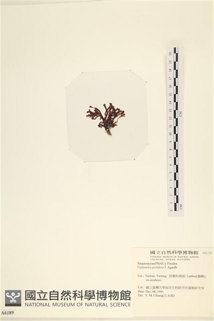 登錄號:A00006189藏品圖，第3張