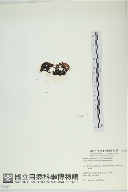 網胰藻藏品圖，第3張