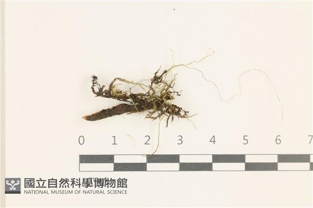 多疣懸蘚藏品圖，第1張