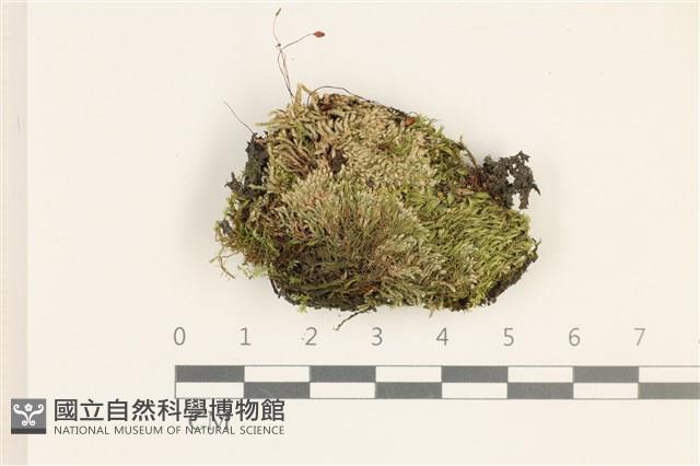 登錄號:B00016589藏品圖，第1張