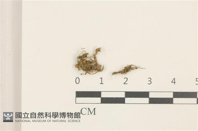 刺葉護蒴苔藏品圖，第1張