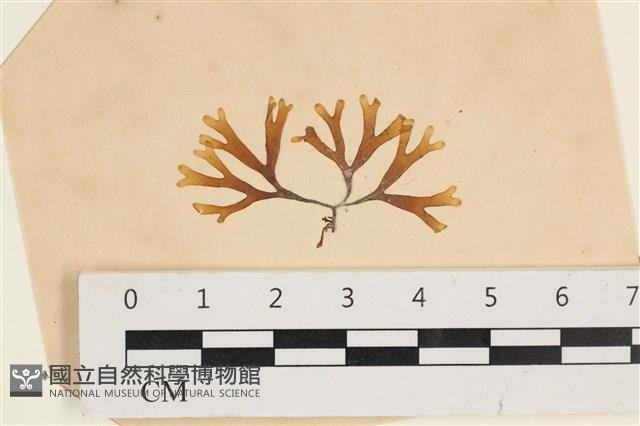 登錄號:A00003589藏品圖，第1張