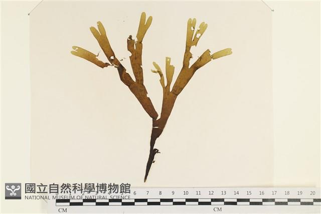 網目藻藏品圖，第1張