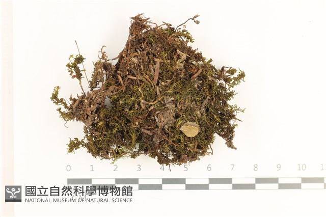 登錄號:B00008489藏品圖，第1張