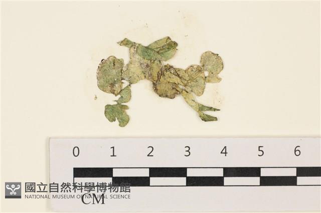 大葉海仙人掌, 大葉仙掌藻藏品圖，第1張