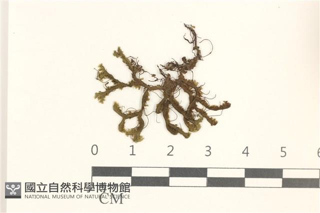 鞭苔,三裂鞭苔藏品圖，第1張