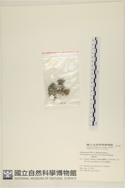 網球藻藏品圖，第3張