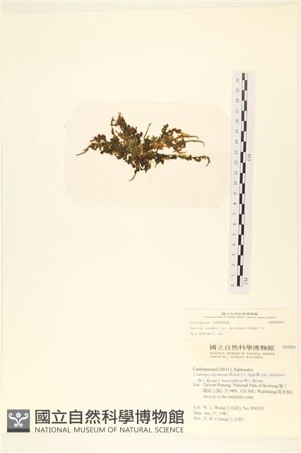 登錄號:A00004889藏品圖，第3張