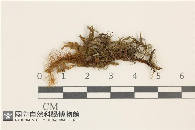 毛擬叉苔藏品圖，第1張