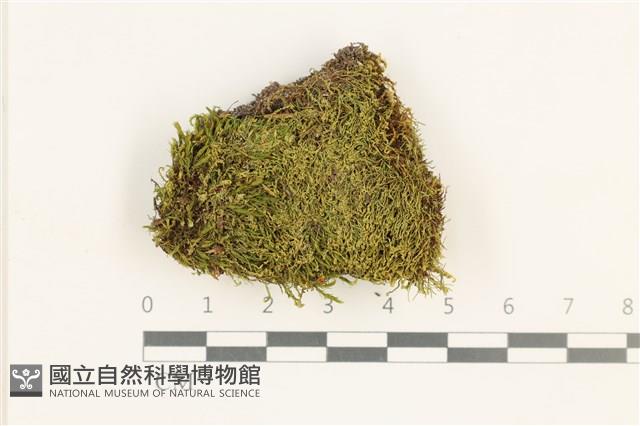 東亞昂氏蘚,東方昂氏蘚藏品圖，第1張