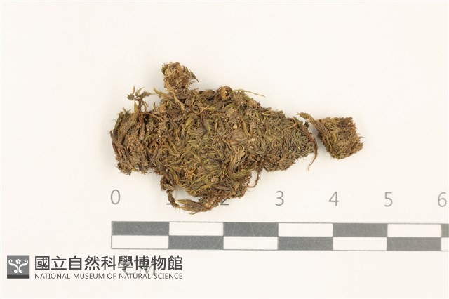 短葉曲柄蘚藏品圖，第1張