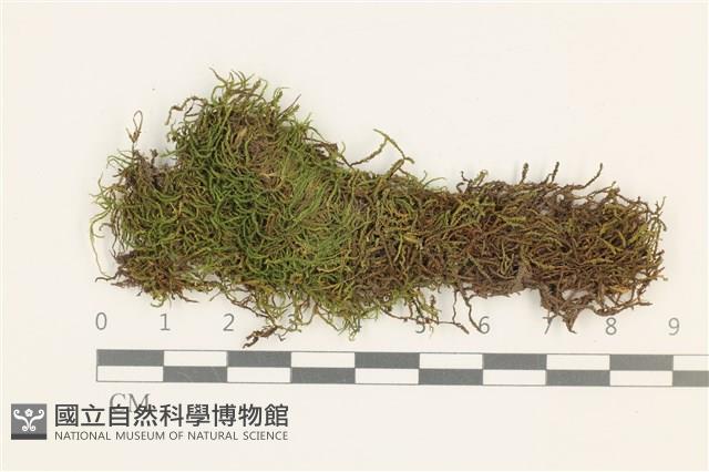 小牛舌蘚藏品圖，第1張