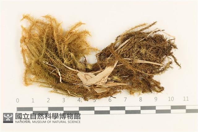 雲南熱澤蘚藏品圖，第1張