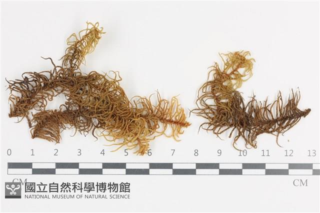 登錄號:B00018636藏品圖，第1張