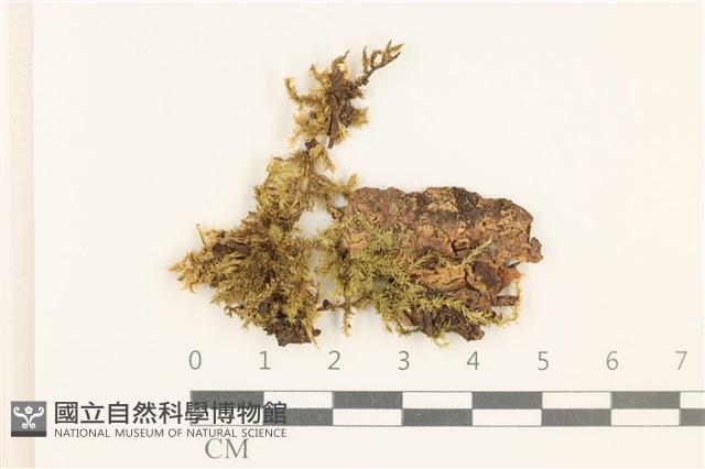 斜蒴蘚, 黃斜蒴蘚藏品圖，第1張