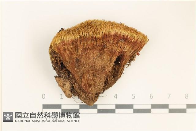 脆枝曲柄蘚藏品圖，第1張