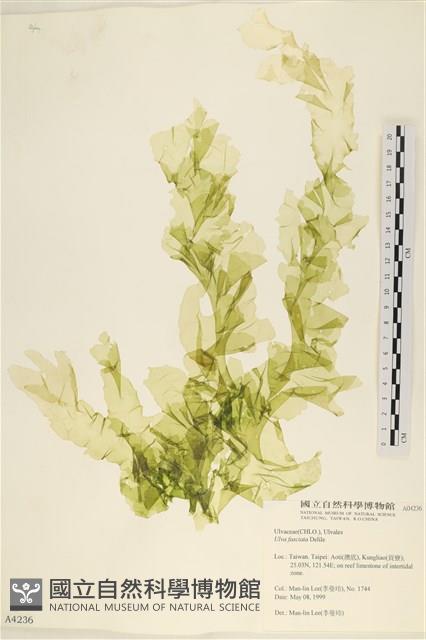 長片石蓴, 裂片石蓴藏品圖，第1張