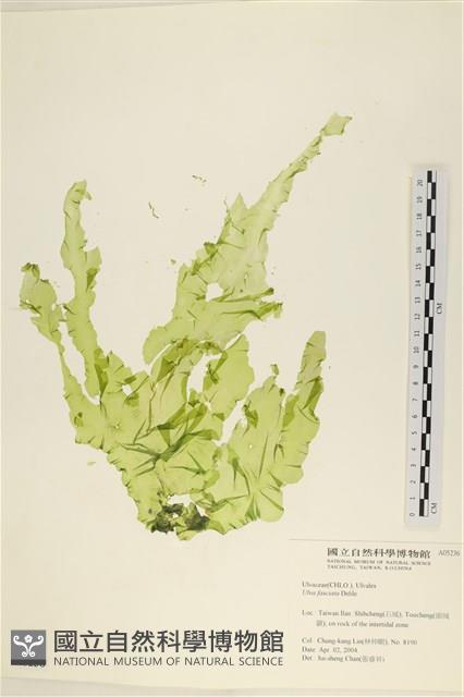 長片石蓴, 裂片石蓴藏品圖，第1張