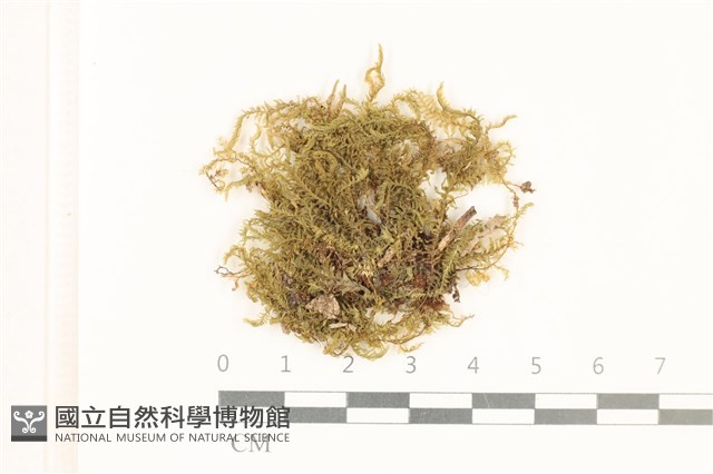 登錄號:B00006036藏品圖，第1張