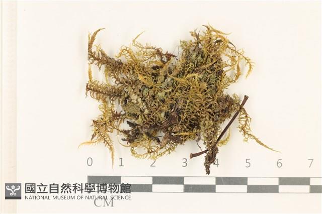 粗齒雉尾蘚藏品圖，第1張