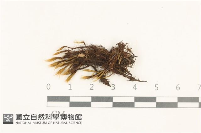 登錄號:B00005036藏品圖，第1張