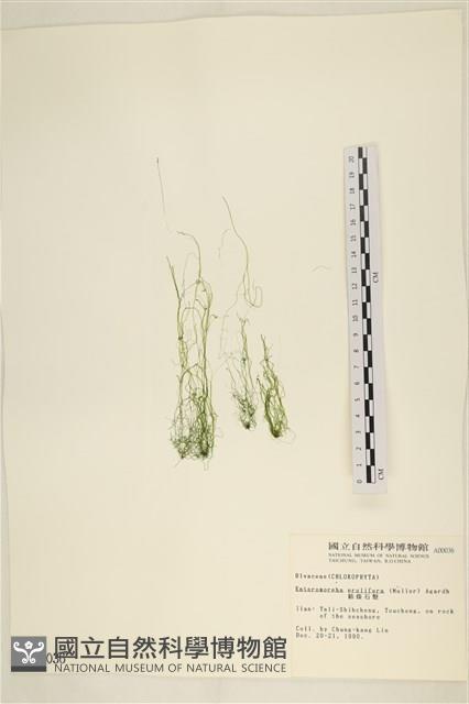 筋條石髮藏品圖，第1張