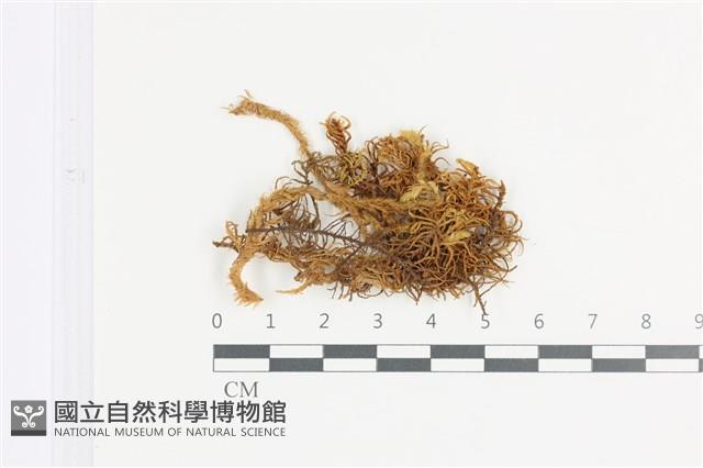山羽蘚藏品圖，第1張