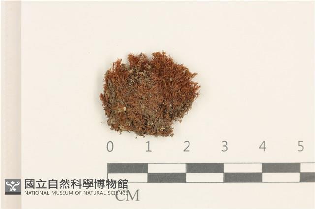 登錄號:B00009136藏品圖，第1張