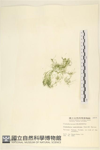 登錄號:A00000136藏品圖，第1張