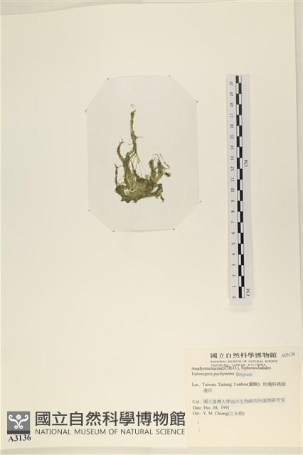 指枝藻藏品圖，第3張