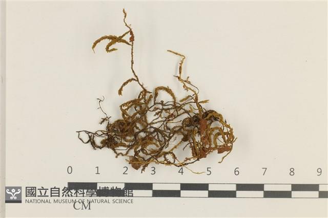 登錄號:B00009536藏品圖，第1張