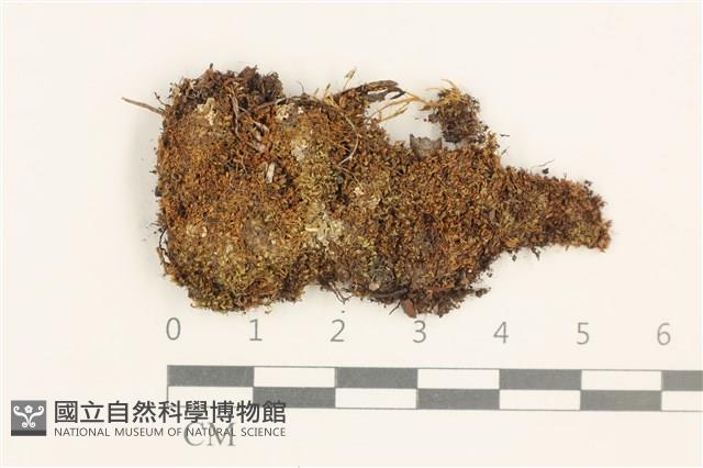 黃色真蘚藏品圖，第1張