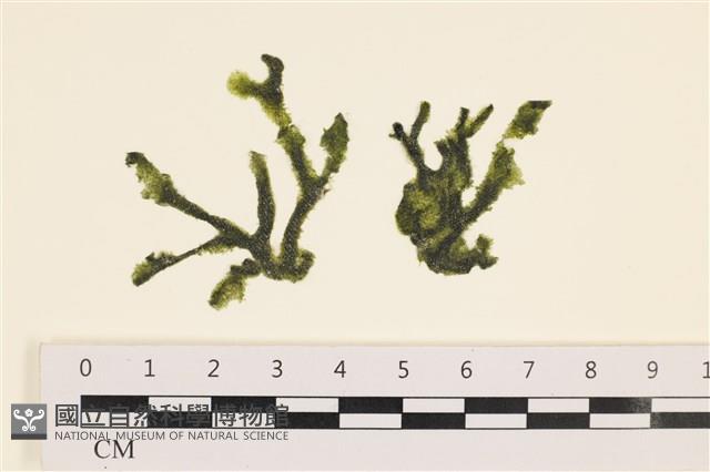 登錄號:A00006536藏品圖，第1張