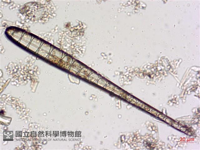 登錄號:A00004536藏品圖，第4張
