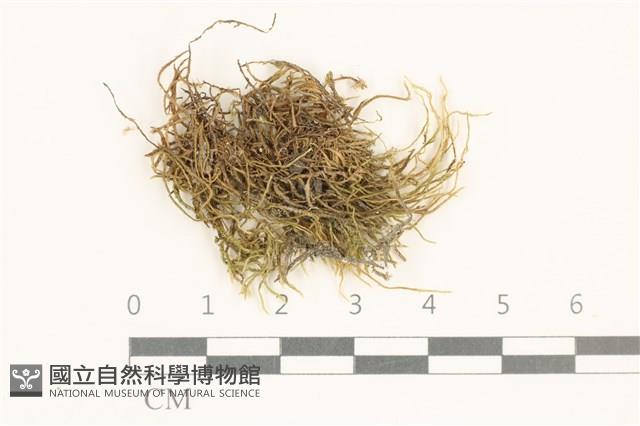 登錄號:B00015536藏品圖，第1張