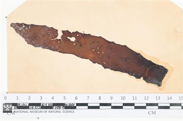 登錄號:A00003536藏品圖，第1張