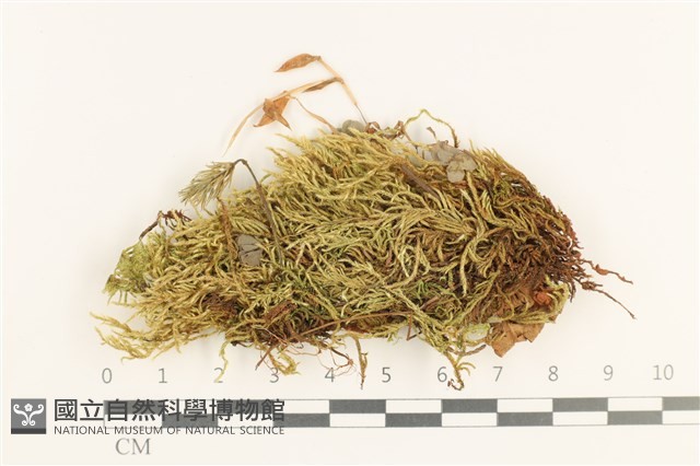 登錄號:B00012436藏品圖，第1張