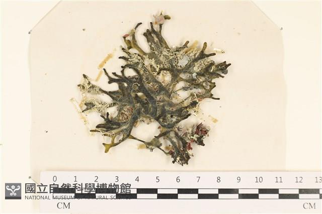 登錄號:A00002436藏品圖，第1張