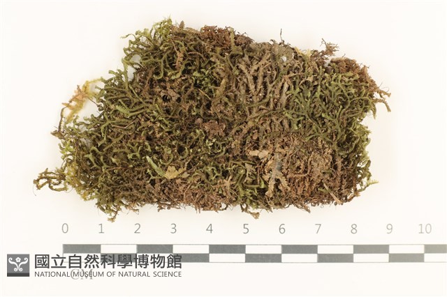 登錄號:B00008436藏品圖，第1張
