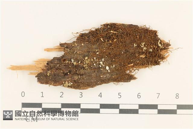 登錄號:B00019436藏品圖，第1張