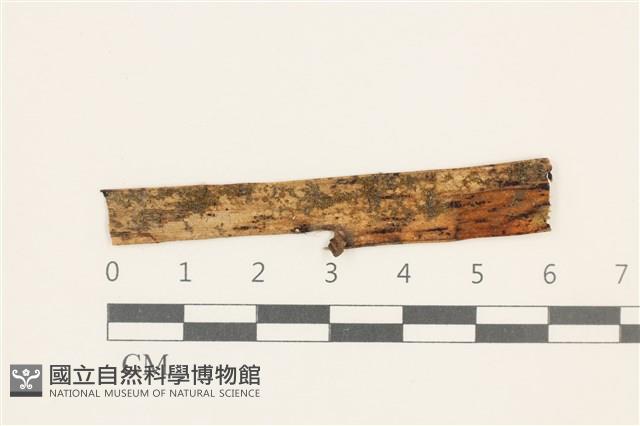 小疣鱗苔藏品圖，第1張